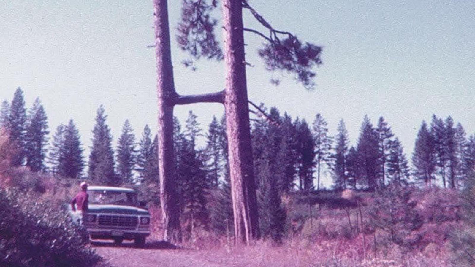 Trees fused together in an “H” shape, with a single huge branch between them, are extremely rare, tree experts say — and perhaps the result of human meddling. This photo from the 1970s shows "H" trees in Idaho.