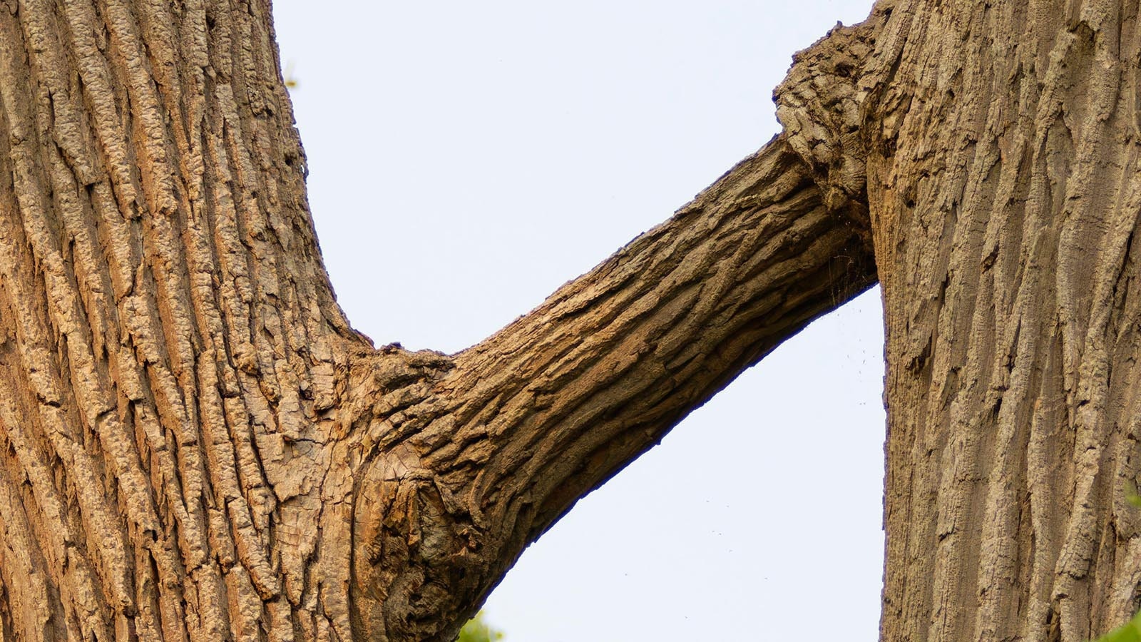 Trees fused together in an “H” shape, with a single huge branch between them, are extremely rare, tree experts say — and perhaps the result of human meddling.