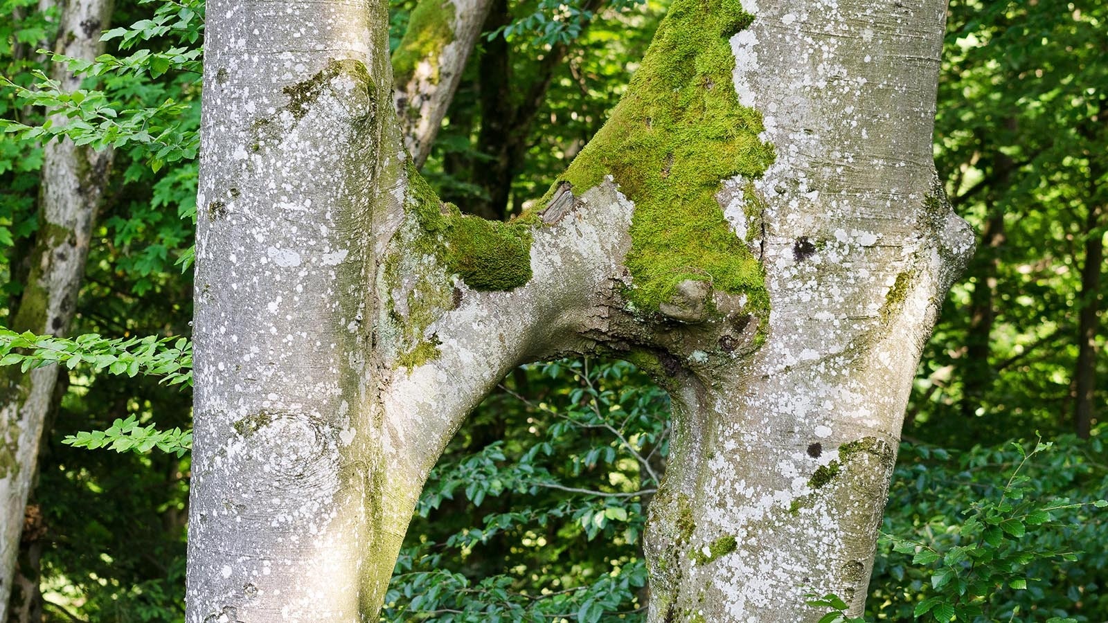 Trees fused together in an “H” shape, with a single huge branch between them, are extremely rare, tree experts say — and perhaps the result of human meddling.