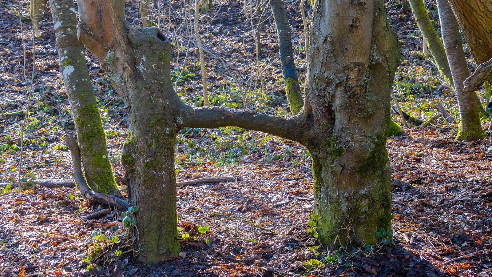 Trees fused together in an “H” shape, with a single huge branch between them, are extremely rare, tree experts say — and perhaps the result of human meddling.