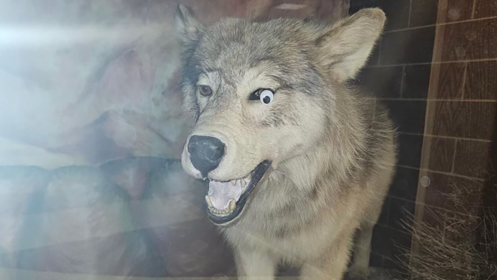 Sticking a plastic googly eye on a taxidermy wolf on display at Green River High School was the crowning achievement of the 2024 senior class prank.