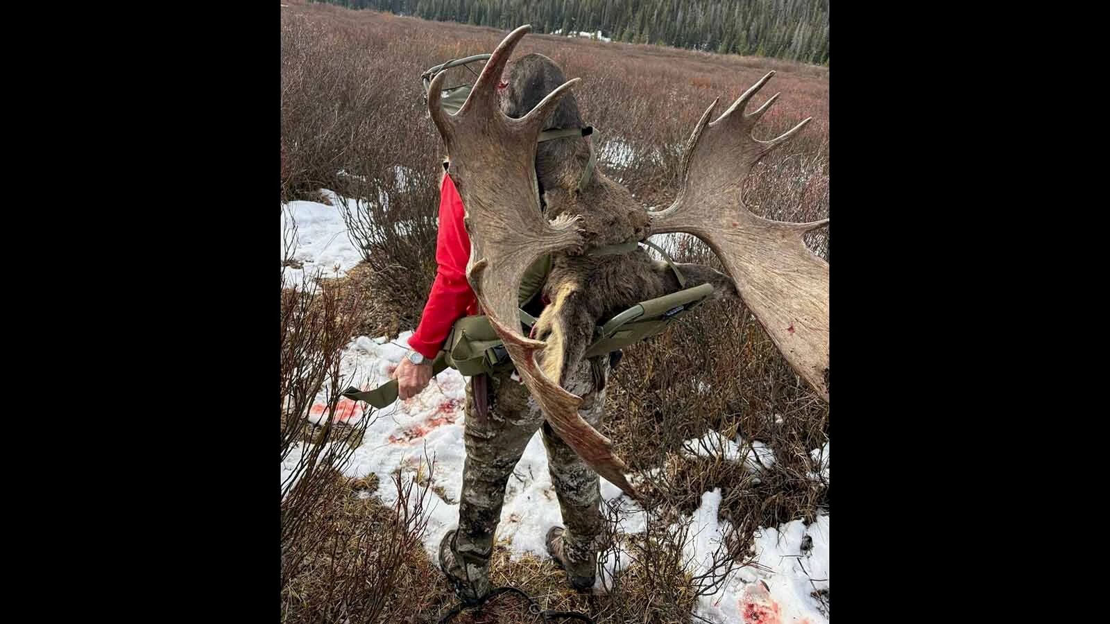 Gail Mahnke carries a bull moose’s head through the willows after a successful hunt near Pinedale in 2025. Friend Terry Creekmore said she insisted on carrying it herself despite being a month away from a hip replacement.