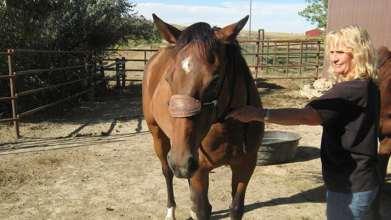 Mahnke works with a horse in a corral.