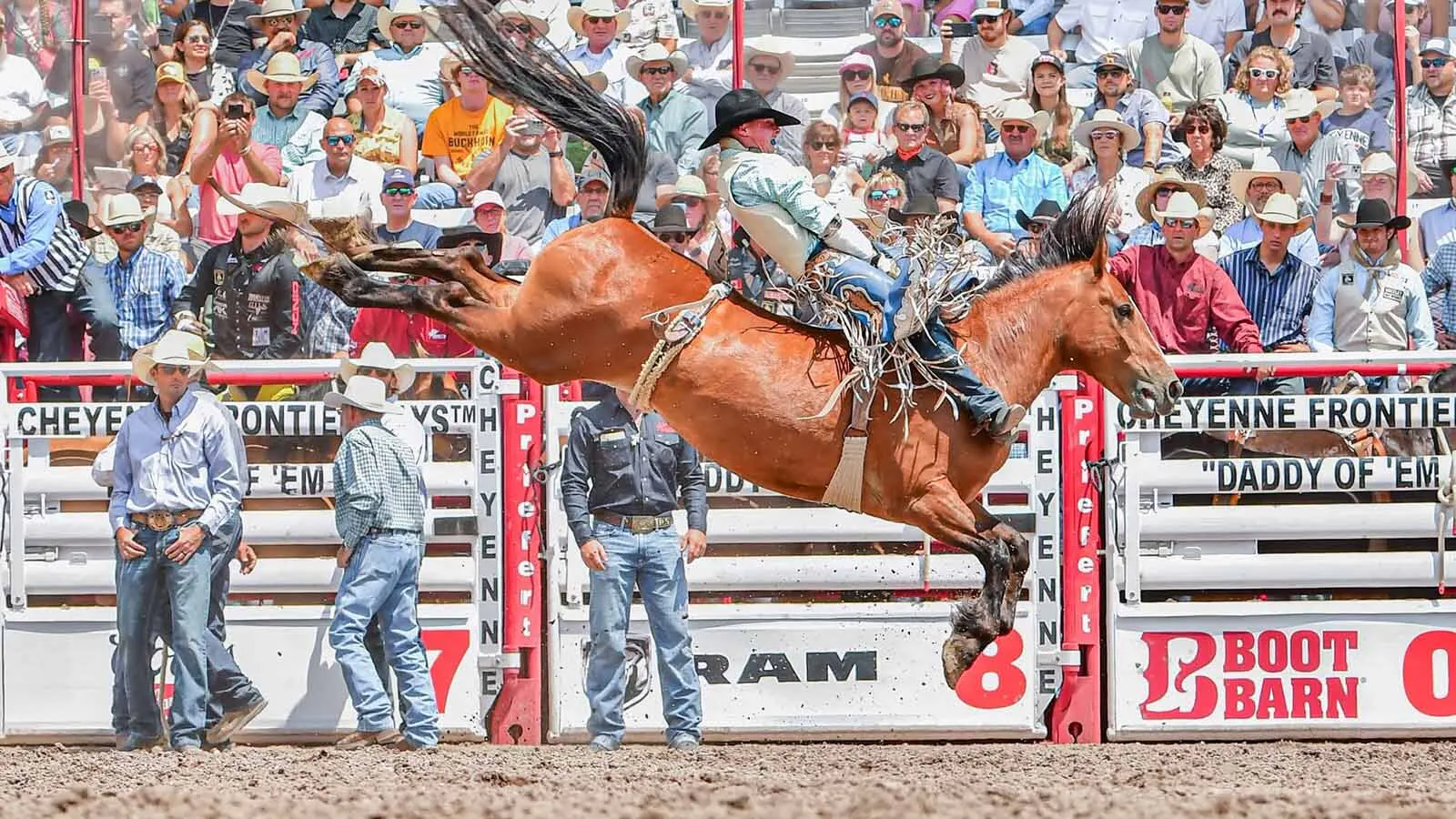 Rodeo cowboys voted Summit’s elite bareback mare Game Trail as the second best bareback horse in the nation.