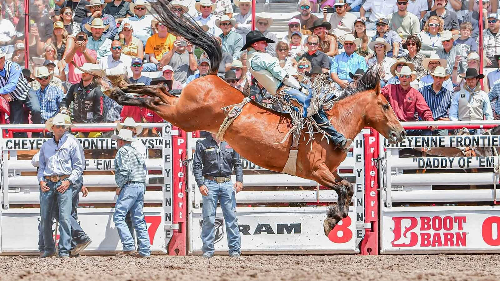 Rodeo cowboys voted Summit’s elite bareback mare Game Trail as the second best bareback horse in the nation.