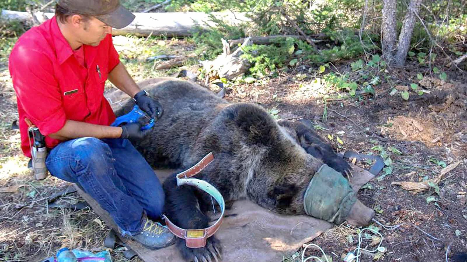 Wyoming Game and Fish shelled out nearly $1 million to compensate ranchers for livestock killed by grizzly bears in 2025. That’s nearly double the agency’s animal-damage budget. Whether delisting grizzlies and would help is up for debate.
