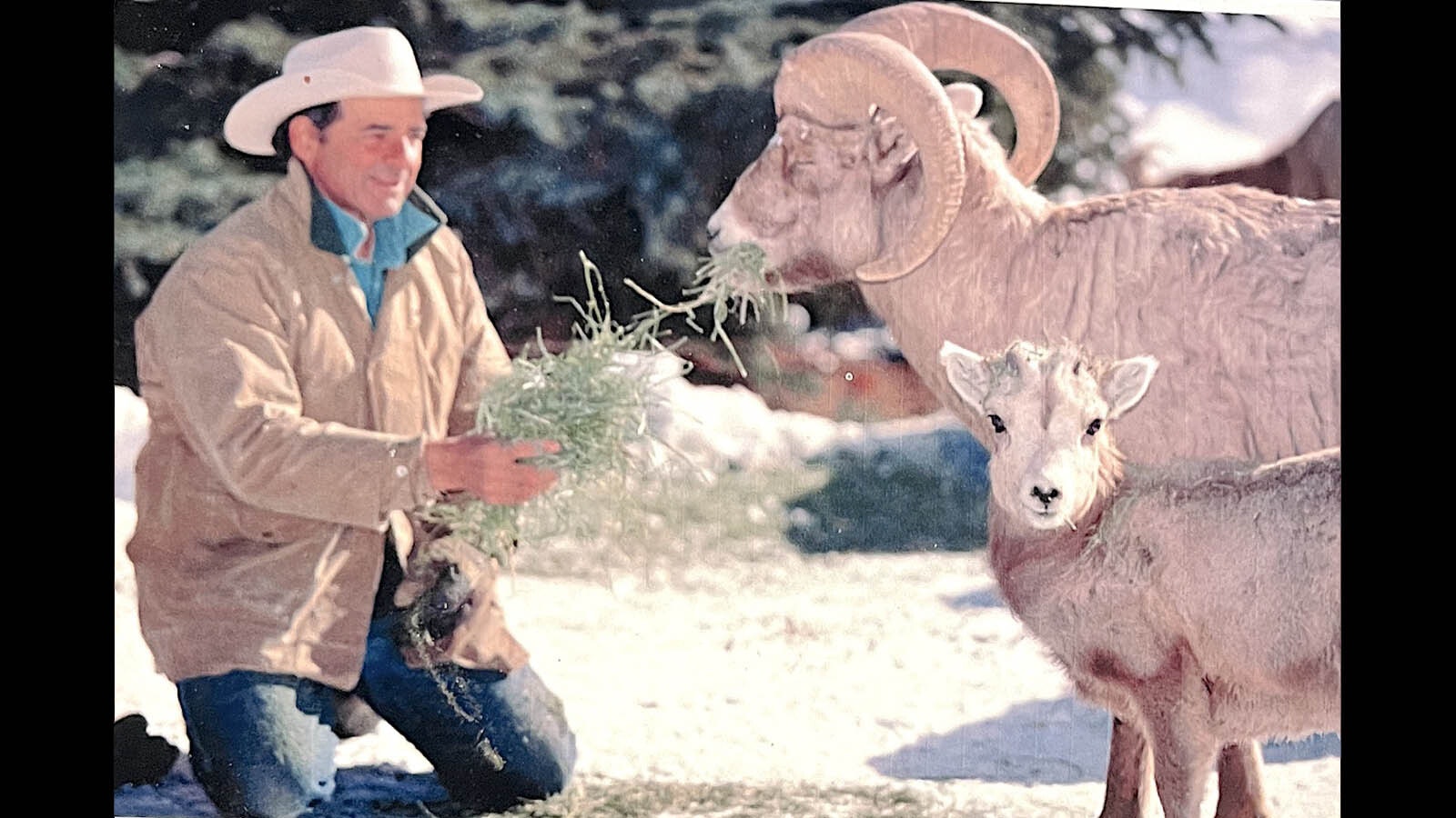 Gap Pucci feeds bighorn sheep.