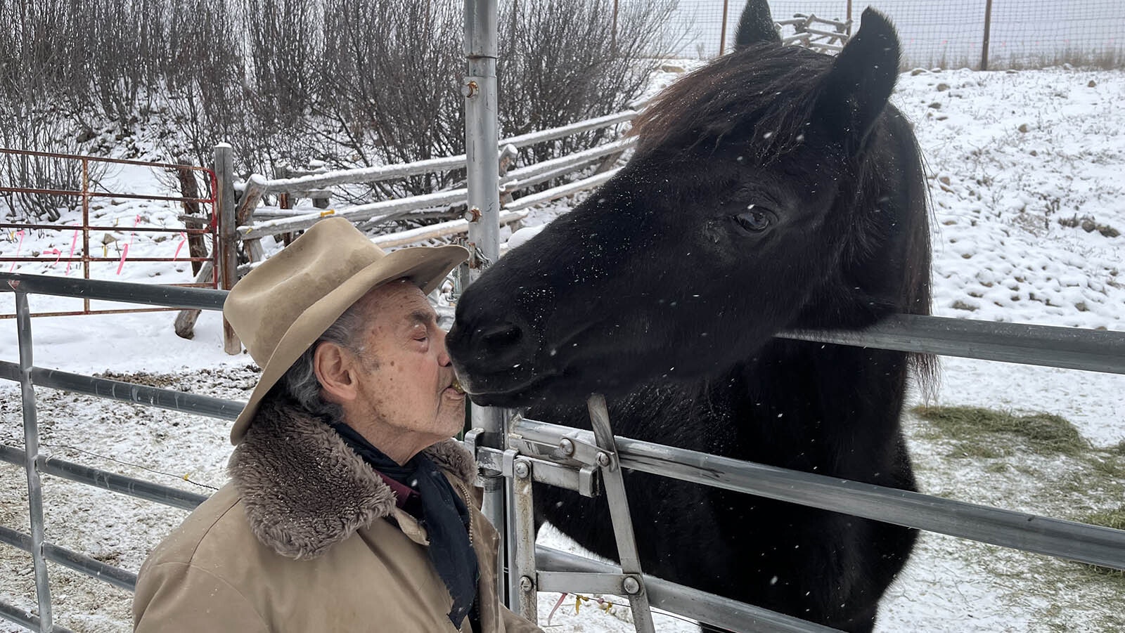 Gap allows his stallion Starless Knight to take a horse treat from between his teeth. “I wouldn’t recommend this with just any stallion,” he said, “but I raised him from birth. I was the first person he saw when he opened his eyes.”