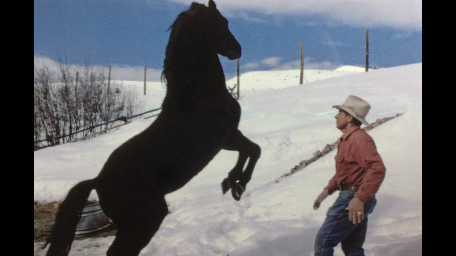 Gap Pucci teaches his Morgan stallion to rear.