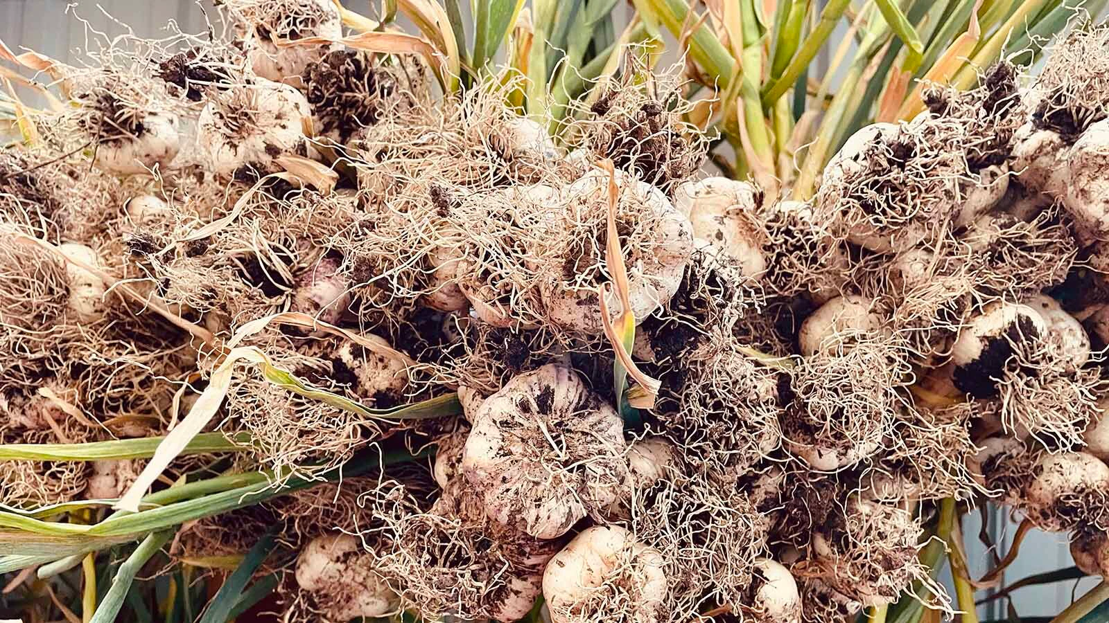 Raw garlic can be so hot it is unpalatable to eat so it is cured for about three weeks before heading to storage or being made into powder on the Melissahof Farms in Lander. 