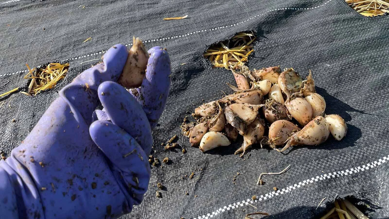 Melissa Hemkin began Melissahof Farms as a chicken hatchery that keeps her busy from March to May with about 1,000 chicks. Hemkin added a quarter of an acre of garlic as a crop to compliment her hatchery since garlic is planted in October and harvested in July.