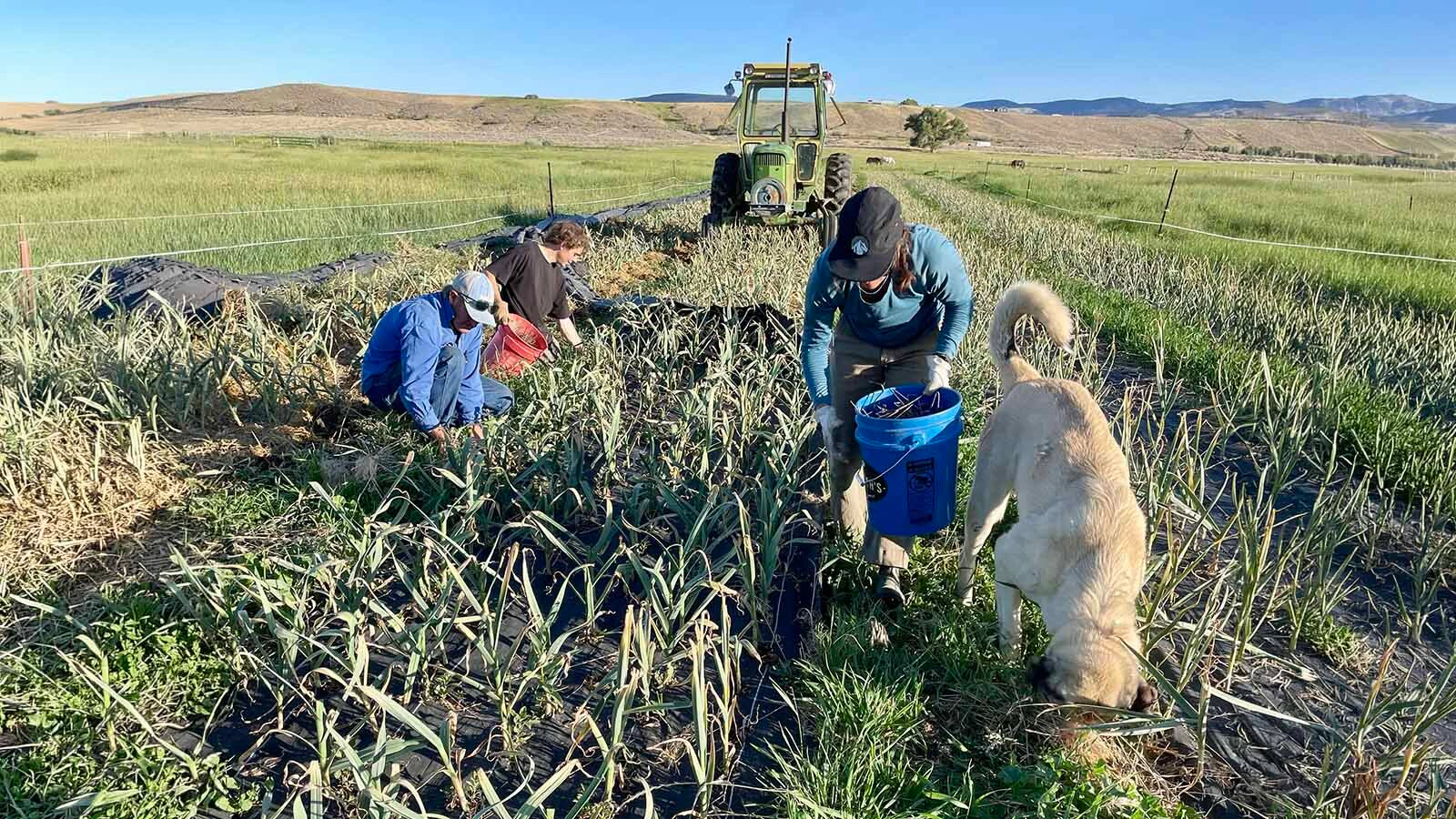 Melissa Hemkin has grown garlic for years in the Wind River Range near Lander. When she decided to expand her farm commercially, she said she chose her garlic strains not only for their flavor and ability to grow in the cooler climate, but for their backstory.