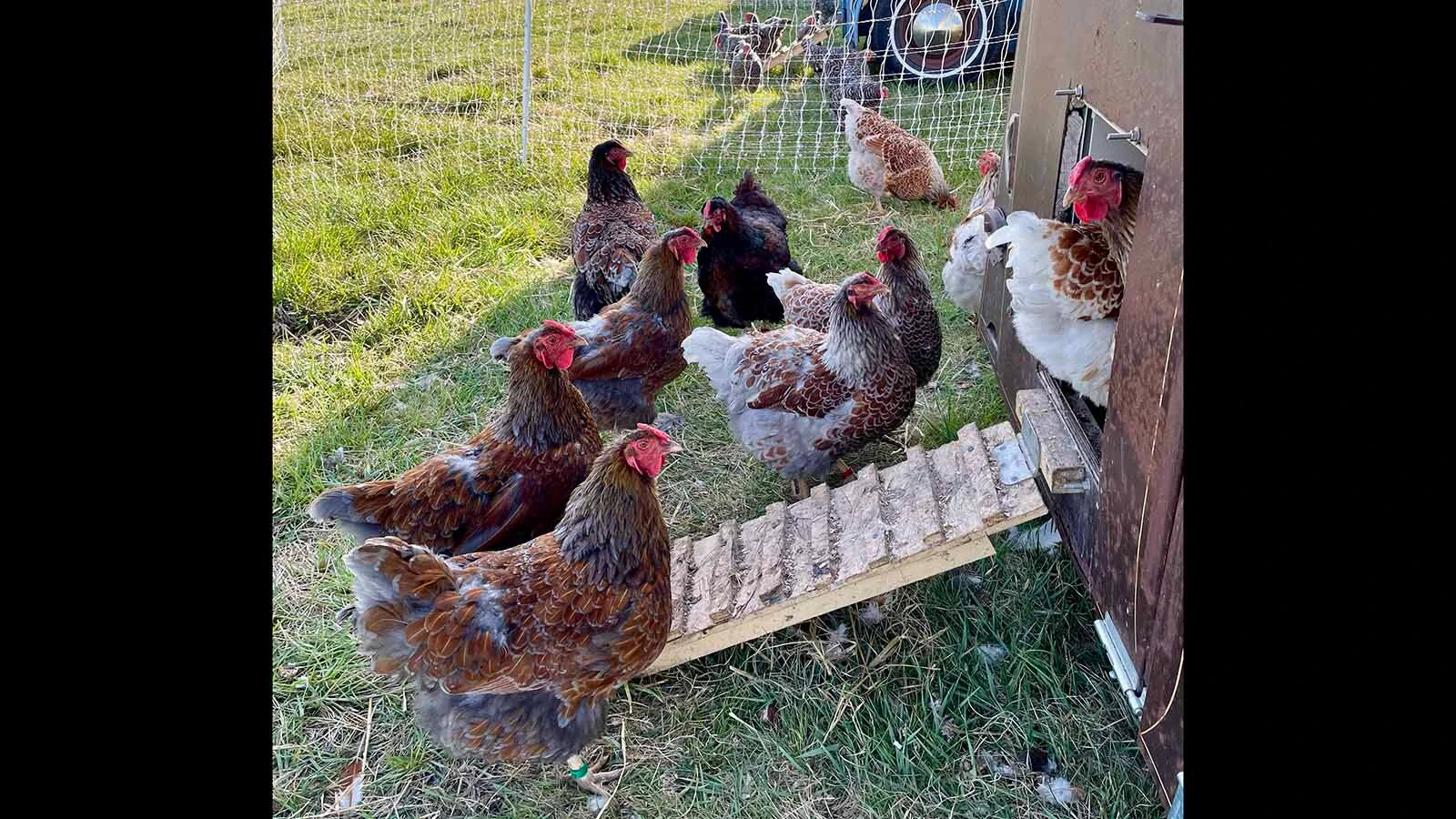 Melissa Hemkin's Melissahof Farms is a hatchery that hatches about 1,000 chicks every year in Lander. She added garlic farmer to her resume since the crop is planted in October and harvested in July - after her chicks have grown. 