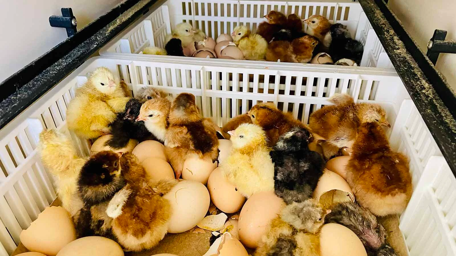 Melissa Hemkin's Melissahof Farms is a hatchery that hatches about 1,000 chicks every year in Lander. She added garlic farmer to her resume since the crop is planted in October and harvested in July - after her chicks have grown. 