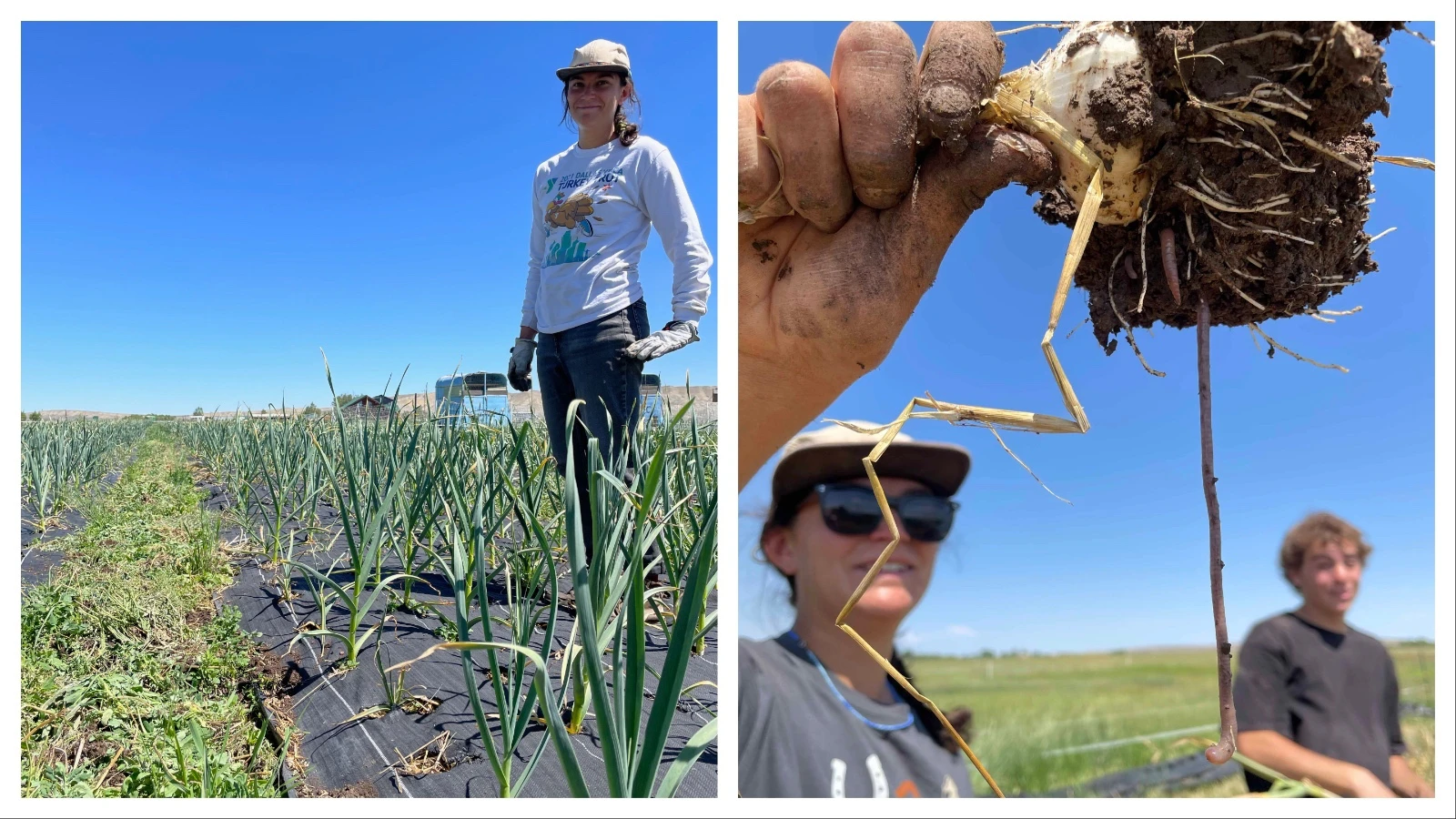 Melissa Hemkin has grown garlic for years in the Wind River Range near Lander. When she decided to expand her farm commercially, she said she chose her garlic strains not only for their flavor and ability to grow in the cooler climate, but for their backstory.
