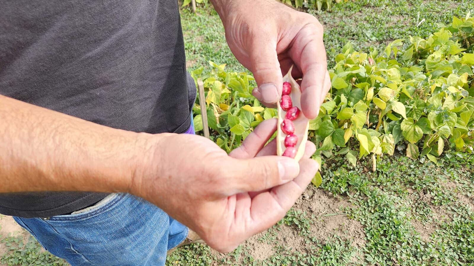 Michael Scheller demonstrates to Cowboy State Daily how he prepares to plant garlic and other crops.