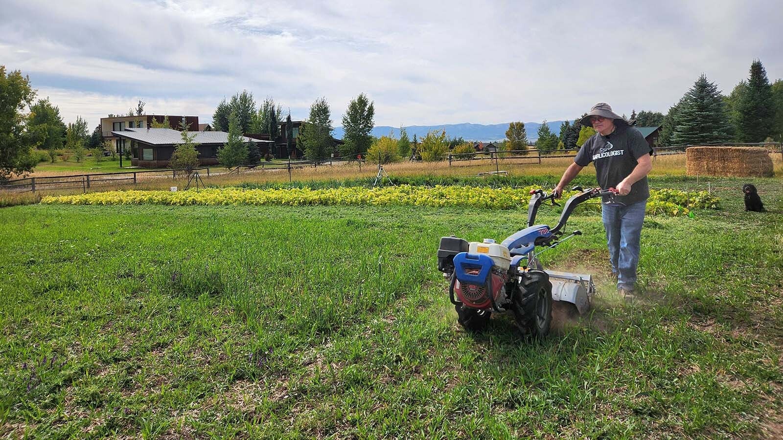 Michael Scheller demonstrates to Cowboy State Daily how he prepares to plant garlic and other crops.