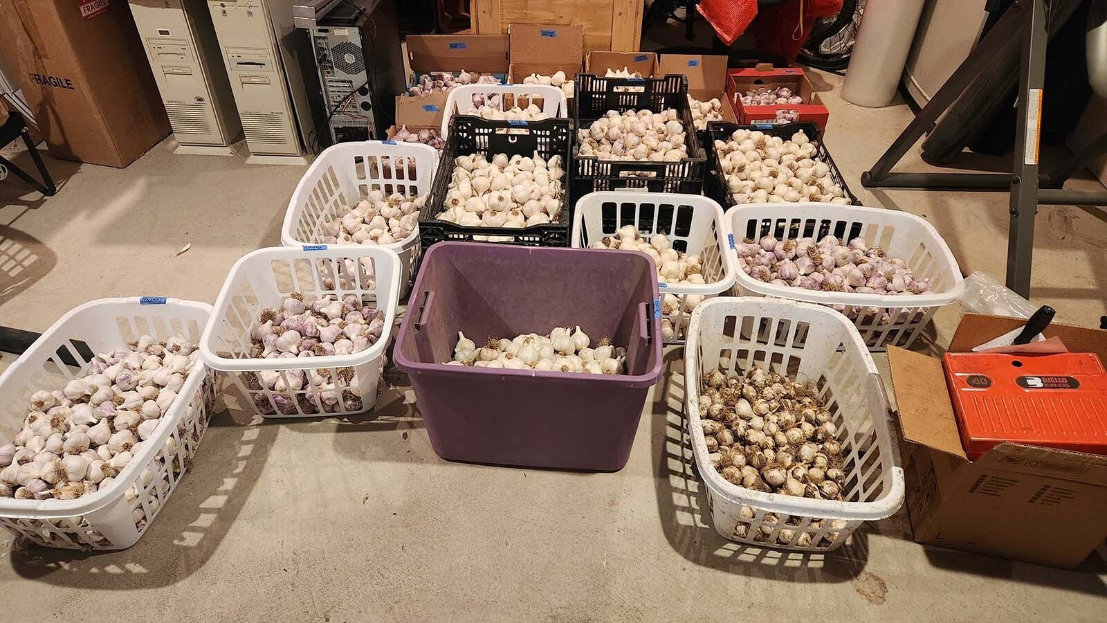 Michael Scheller displays his "treasure trove" of garlic.