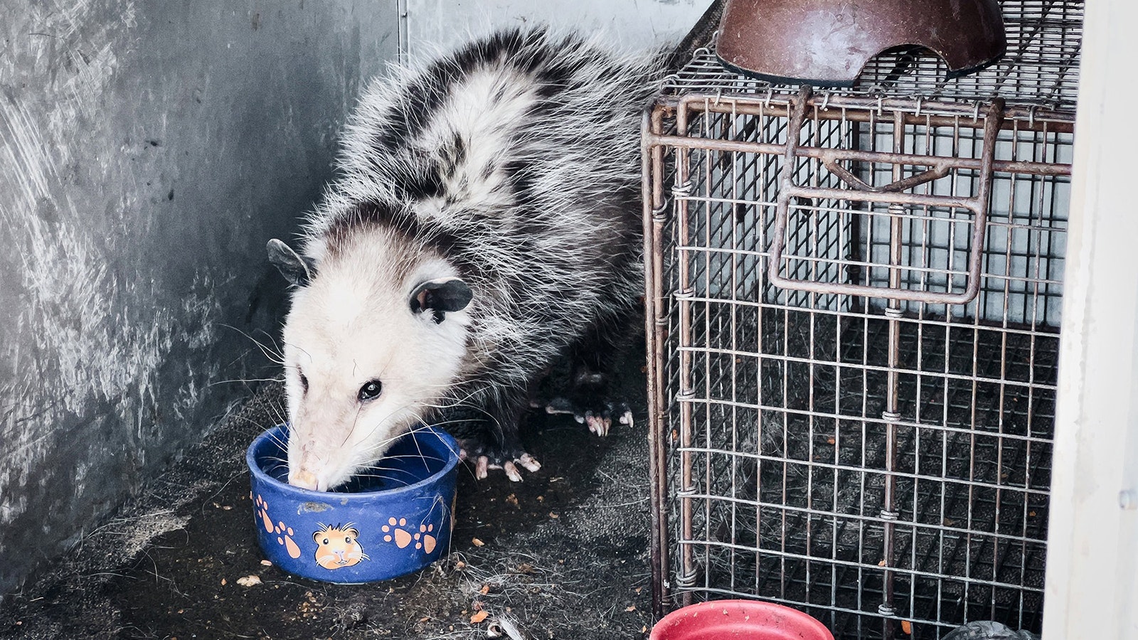 A Sweetwater County animal control officer holds George, a pesky opossum that was living under a local resident's home in summer 2022.