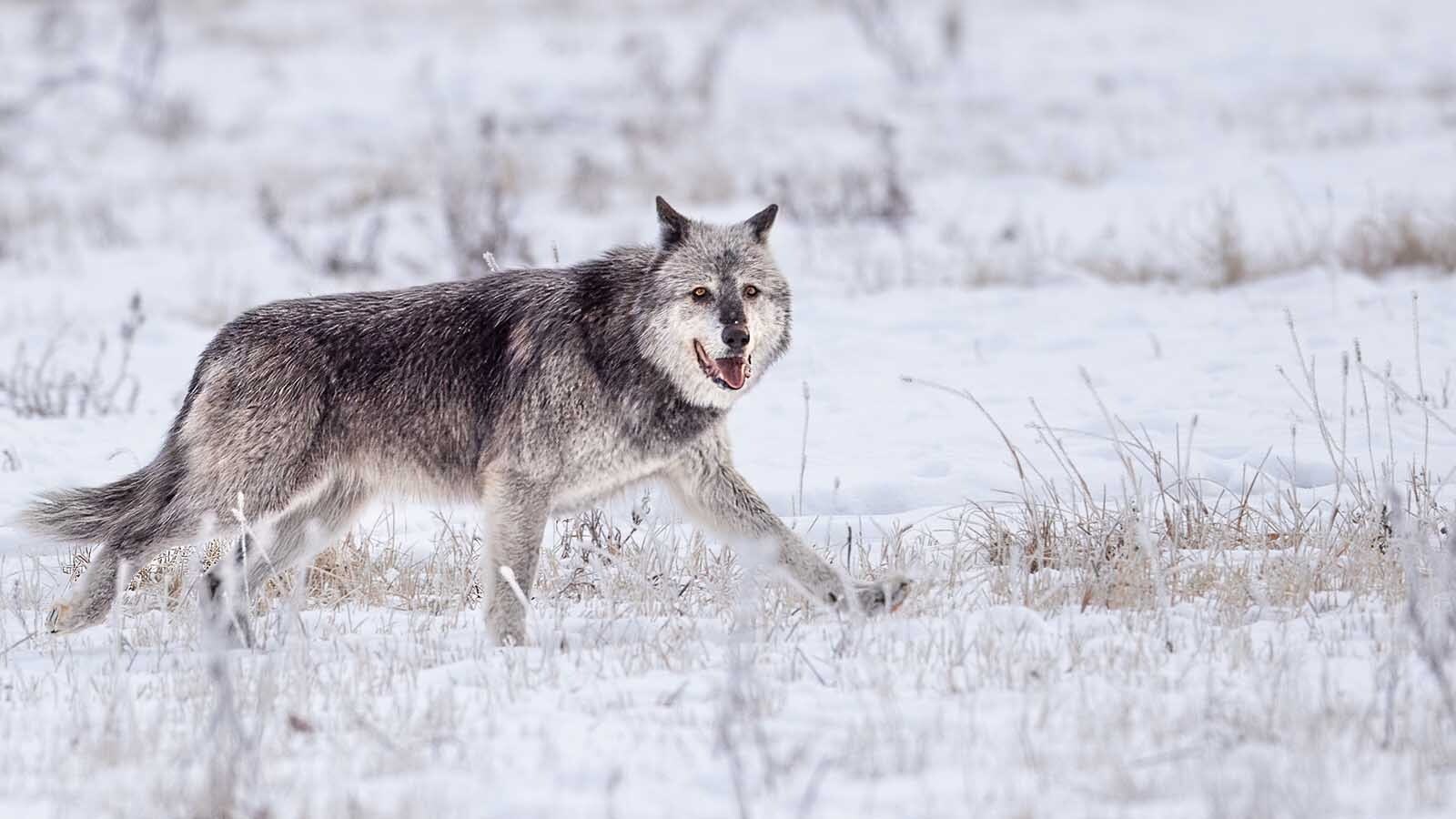 Wolf 1090F, of the Mollie’s pack in Yellowstone National Park, recently hit the age of 11 years, nine months. That makes her her the oldest living wolf in the park, and one of the oldest ever.