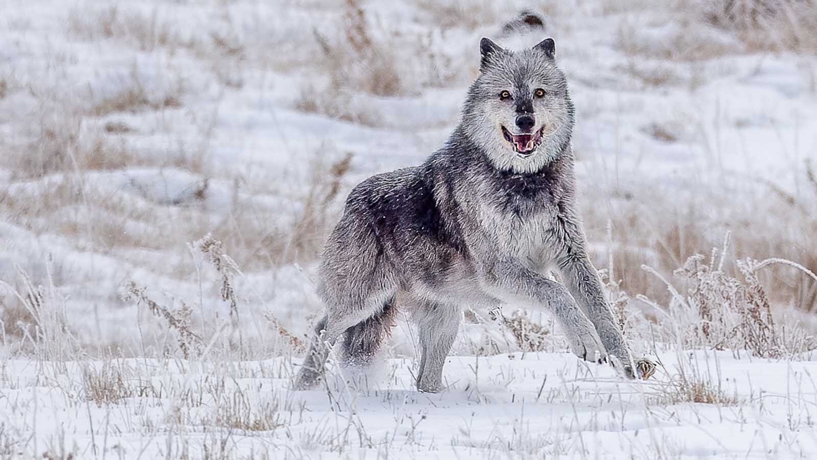 Wolf 1090F, of the Mollie’s pack in Yellowstone National Park, recently hit the age of 11 years, nine months. That makes her her the oldest living wolf in the park, and one of the oldest ever.