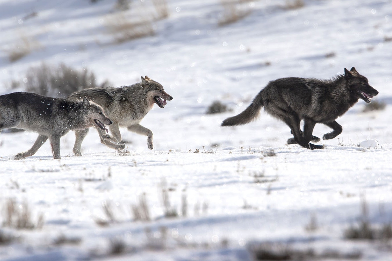 A pack of gray wolves runs through the wilderness in northwest Wyoming.