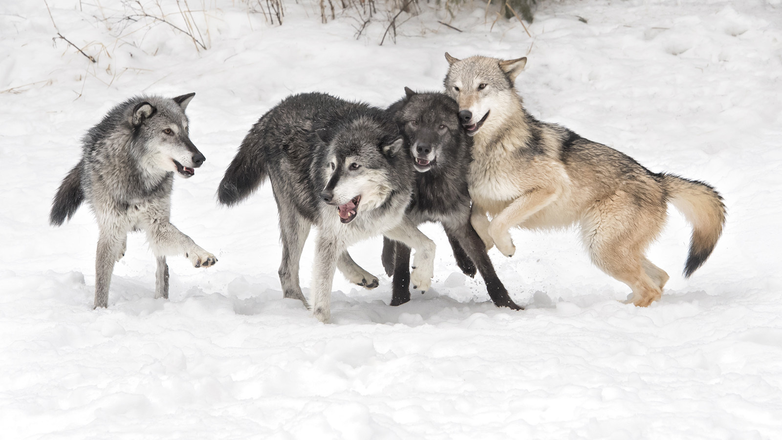 Concerned over a large amount of big game winterkill, the Wyoming Game and Fish Commission has OK'd raising kill quotas for predator hunting seasons in some areas.