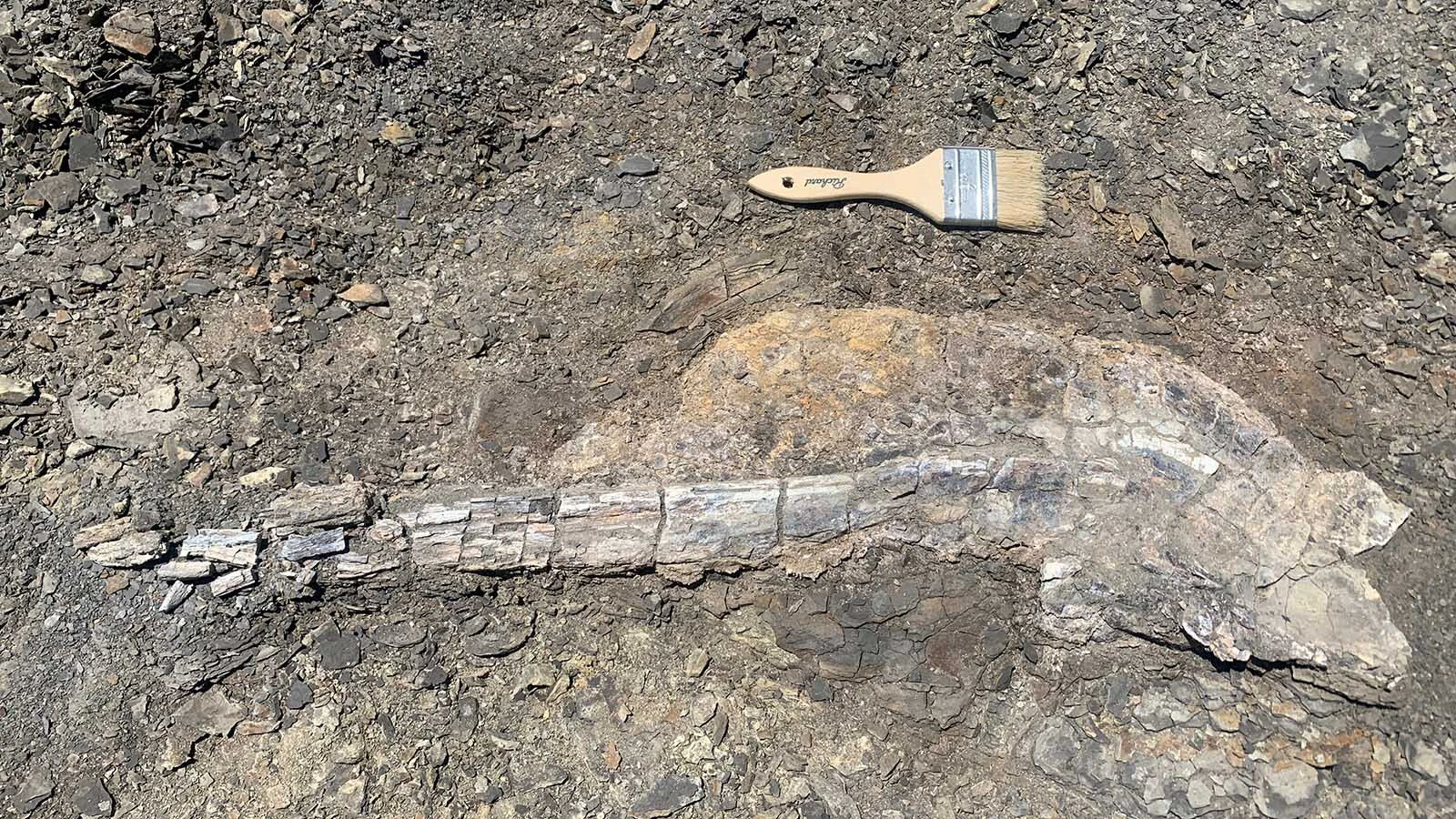 A first-of-its-kind 80 million-year-old giant squid was found in Niobrara County last year. Just where it was found is a closely-guarded secret: “If I told you any more, I’d have to kill you and all your readers,” says the museum’s collection specialist.