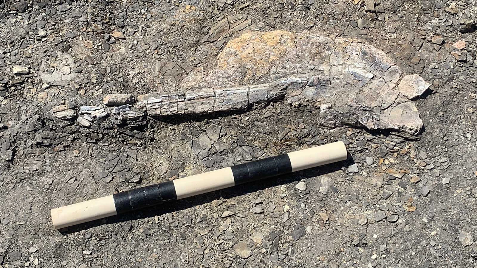 A first-of-its-kind 80 million-year-old giant squid was found in Niobrara County last year. Just where it was found is a closely-guarded secret: “If I told you any more, I’d have to kill you and all your readers,” says the museum’s collection specialist.