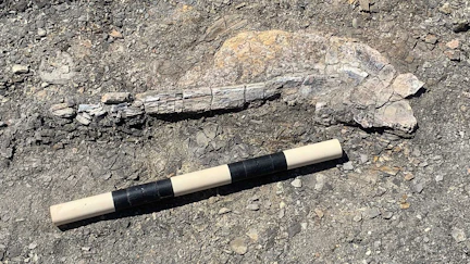 A first-of-its-kind 80 million-year-old giant squid was found in Niobrara County last year. Just where it was found is a closely-guarded secret: “If I told you any more, I’d have to kill you and all your readers,” says the museum’s collection specialist.