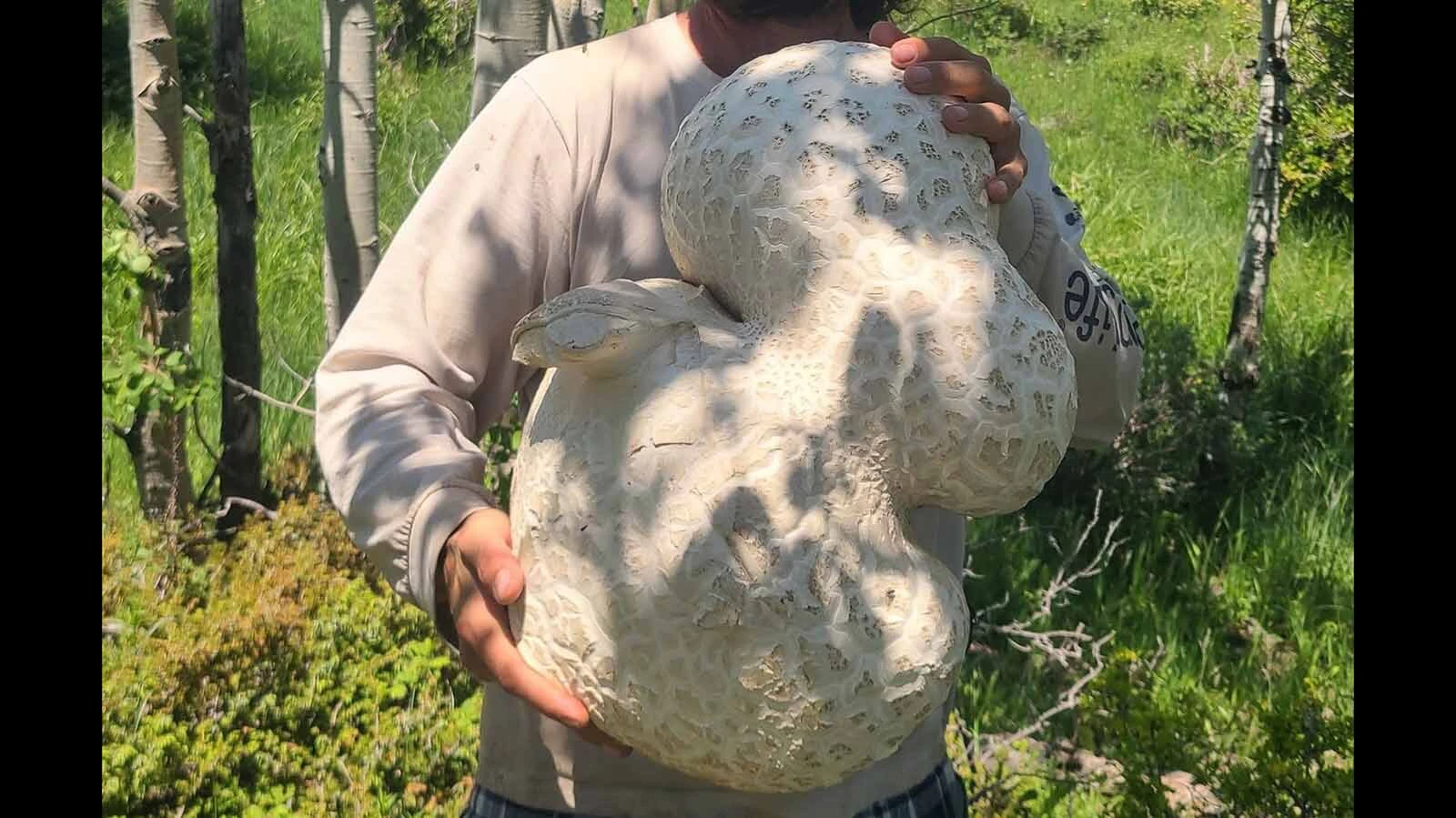 A Wyoming man found the mother of all giant puffball mushroom's the size of two basketballs near the Happy Jack Recreation Area. The puffball is edible, though mushroom expert Jake States says Wyoming has tastier fungi. "I find them pretty bland," he says.