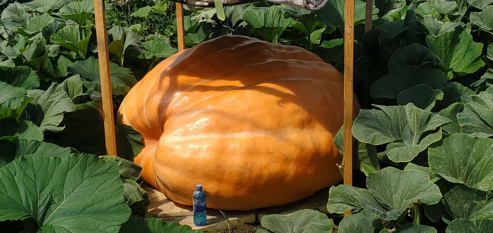 Kelly, the 1,460-pound pumpkin being grown in Jay Richard's custom-built greenhouse in Worland. "Wyoming's Pumpkin King" said the two pumpkins in his greenhouse are the prettiest he's ever grown, but they'll both fall short of the 2,000-pound goal he's been aspiring to achieve for years.
