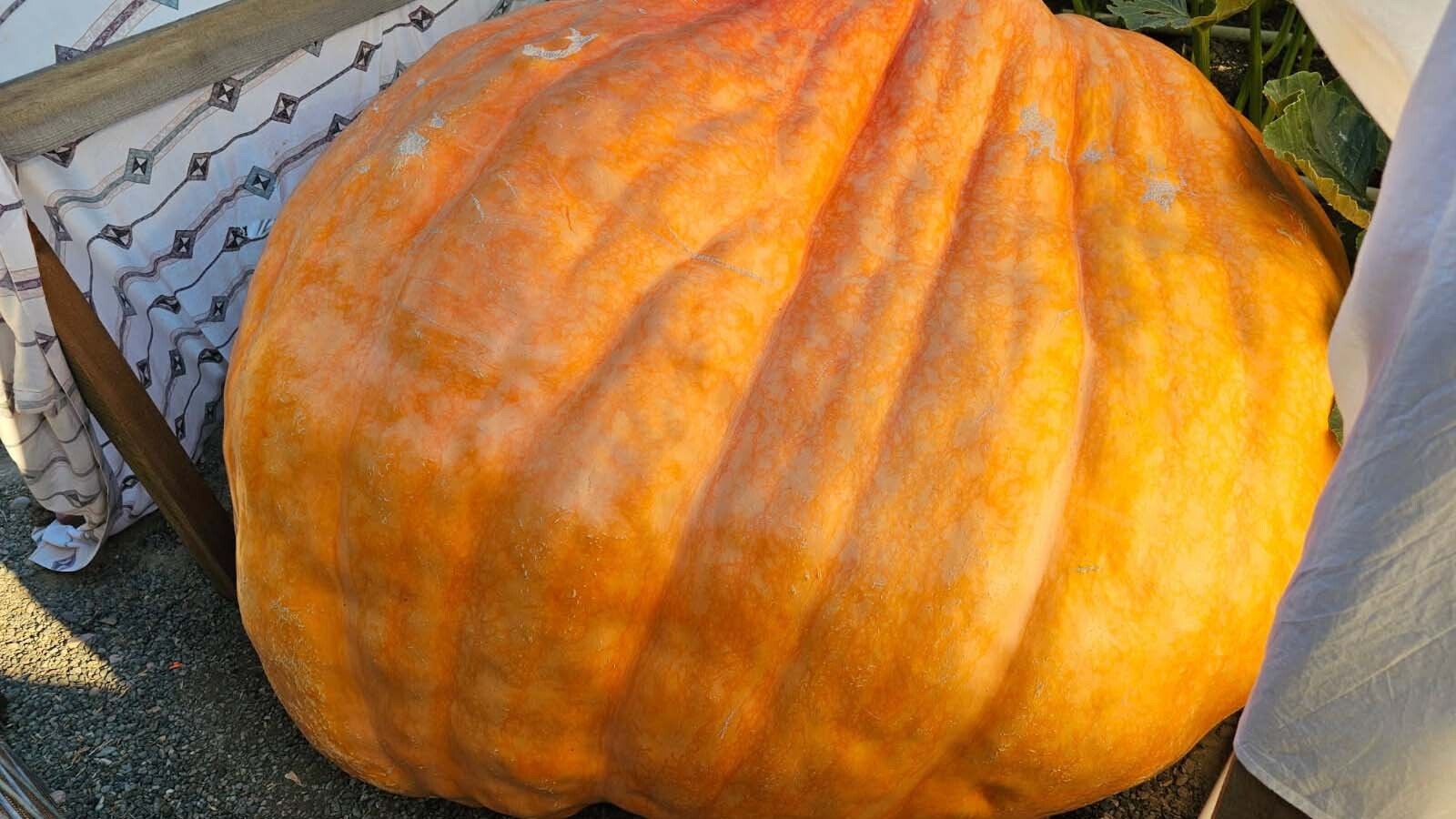 The "Lovell Leviathan" being grown by Chad Kurtenbach. The exact weight of this giant gourd won't be confirmed until the 2025 Wyoming State Championship Weigh Off and Pumpkin Drop, but measurements suggest it's already over 1,900 pounds and could reach 2,000 pounds before the event.