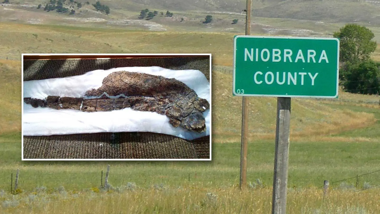 A first-of-its-kind 80 million-year-old giant squid was found in Niobrara County last year. Just where it was found is a closely-guarded secret: “If I told you any more, I’d have to kill you and all your readers,” says the museum’s collection specialist.