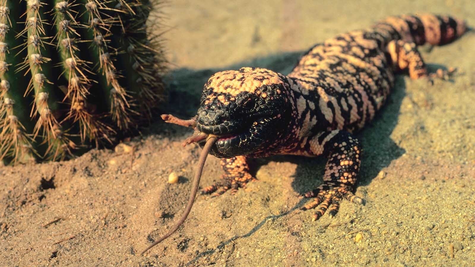A Wyoming man and retired federal game warden helped bust the bizarre 1970s heyday of America's illegal reptile trade by taking venomous Gila monsters to the bar. That includes a shady dealer who was bitten by one and “drank tequila until he felt better.”