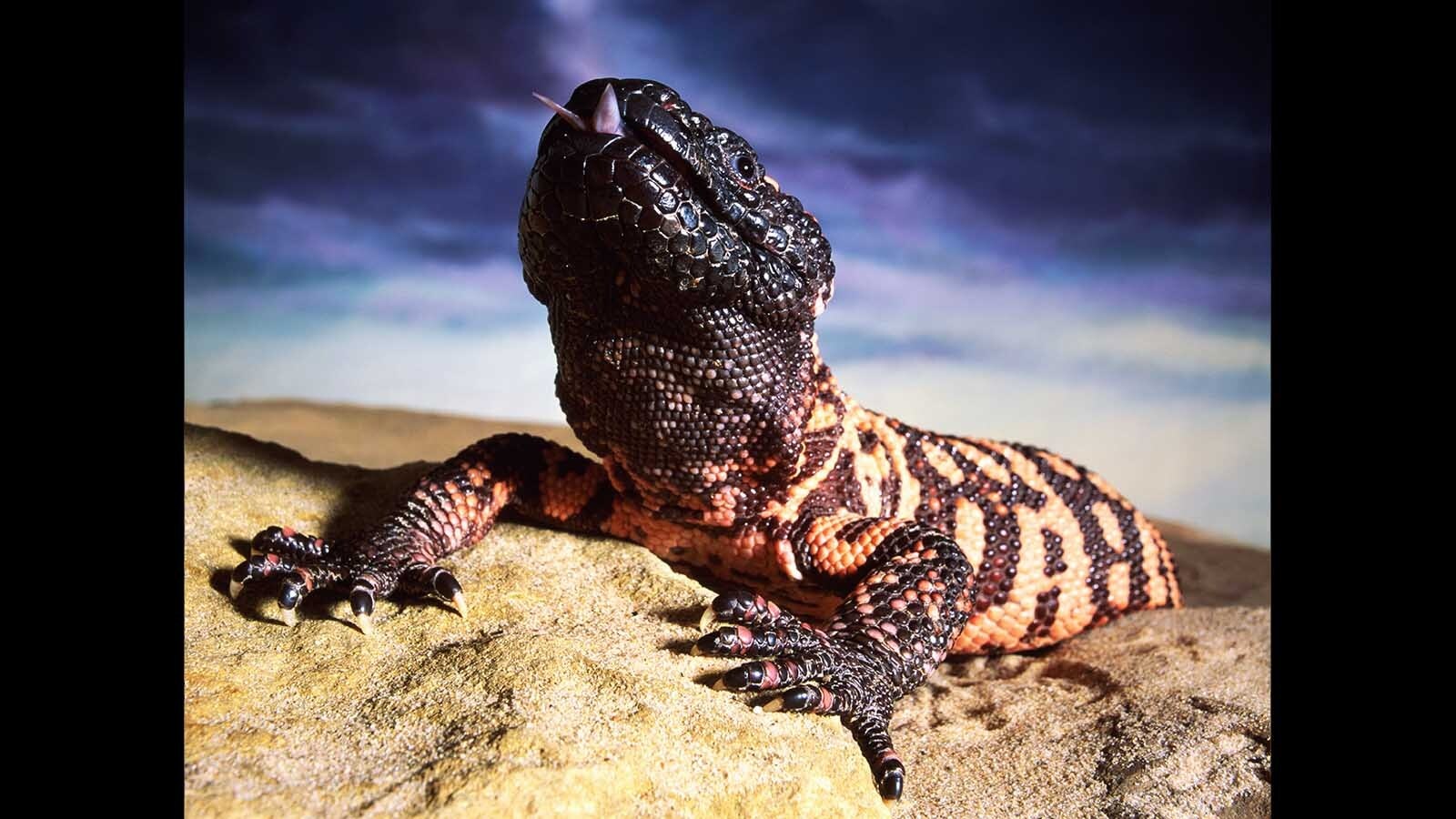 A Wyoming man and retired federal game warden helped bust the bizarre 1970s heyday of America's illegal reptile trade by taking venomous Gila monsters to the bar. That includes a shady dealer who was bitten by one and “drank tequila until he felt better.”