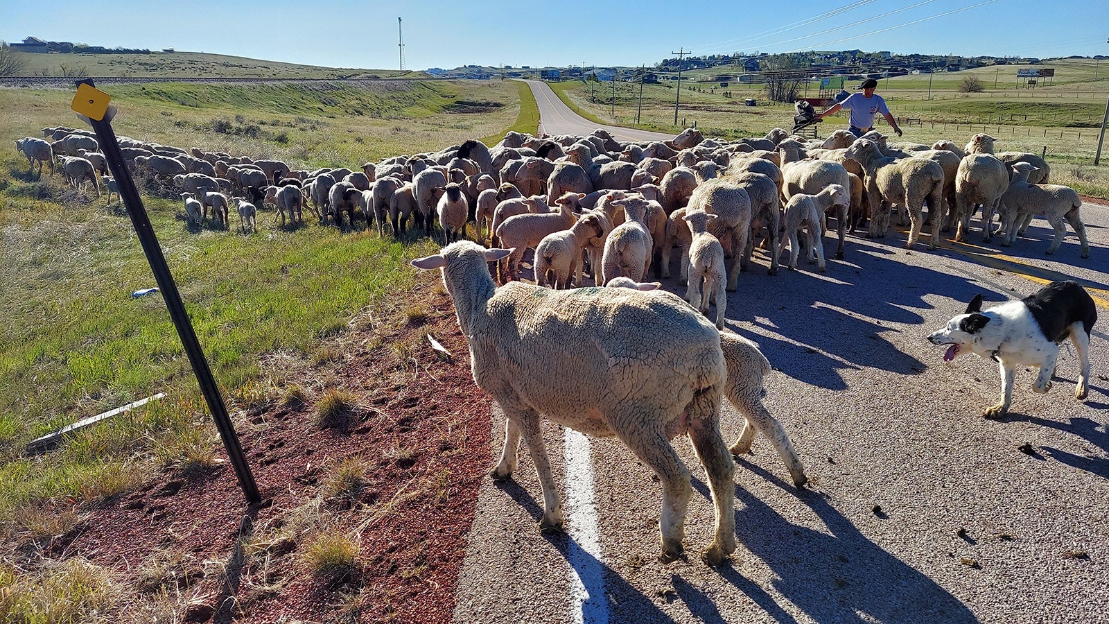 Johnson County sheep rancher Mike Miller trails about 150 eyes and lambs down Echeta Road into Gillette on Saturday.