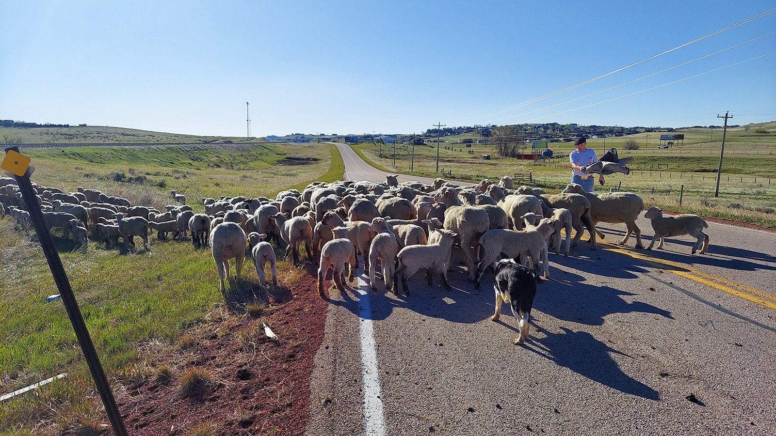 Johnson County sheep rancher Mike Miller trails about 150 eyes and lambs down Echeta Road into Gillette on Saturday.