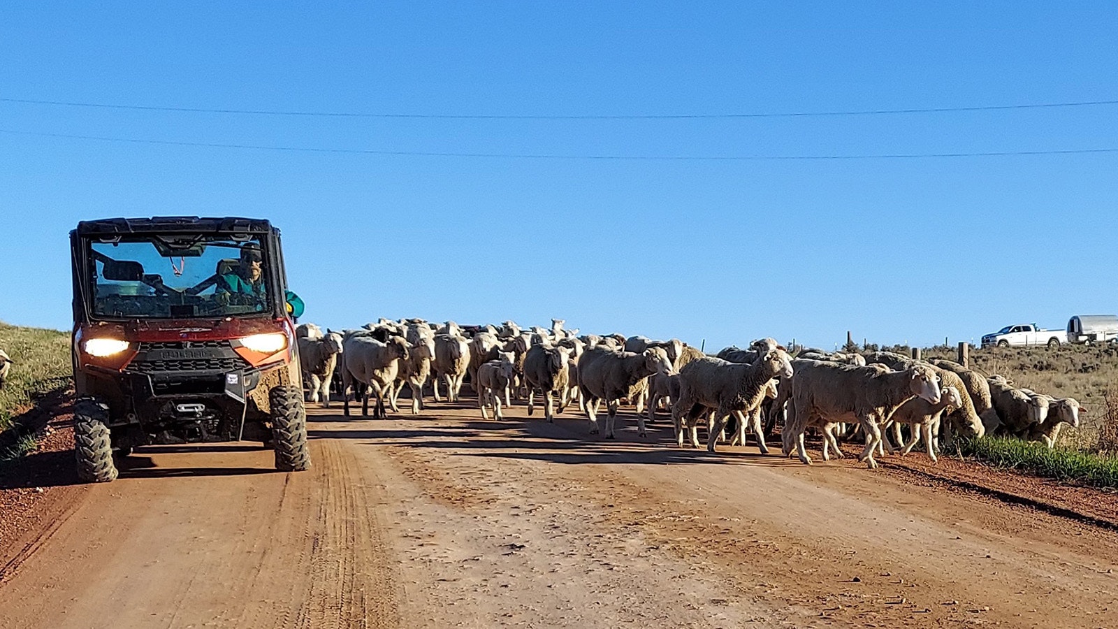 Johnson County sheep rancher Mike Miller trails about 150 ewes and lambs down Echeta Road into Gillette in May 2024.