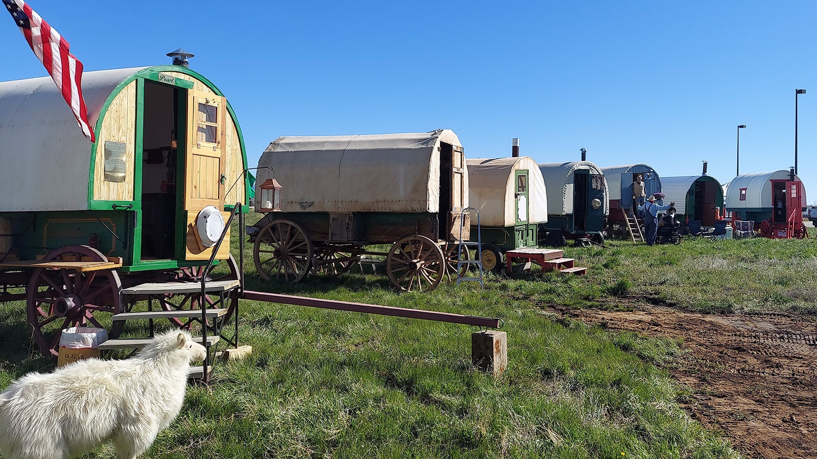 The sheep trail through Gillette was part of a larger festival celebrating the region's sheep ranching heritage, including a display of sheep wagons.