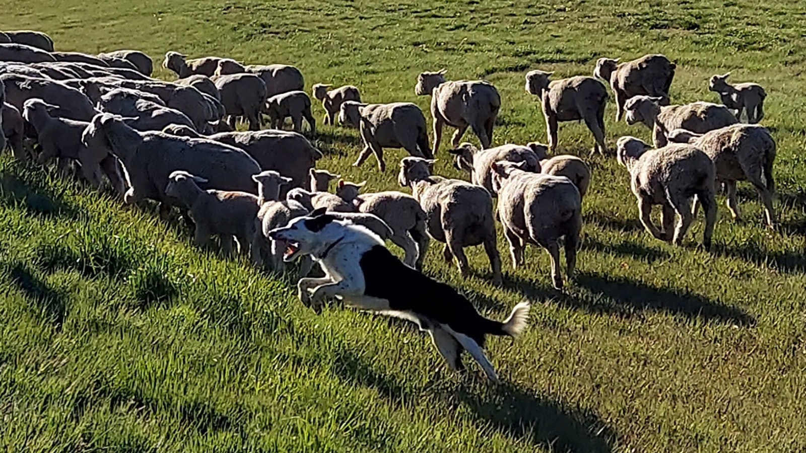 Tate, Mike Miller's 3-year-old herding dog, was happy as all get-out herding sheep through Gillette on Saturday.