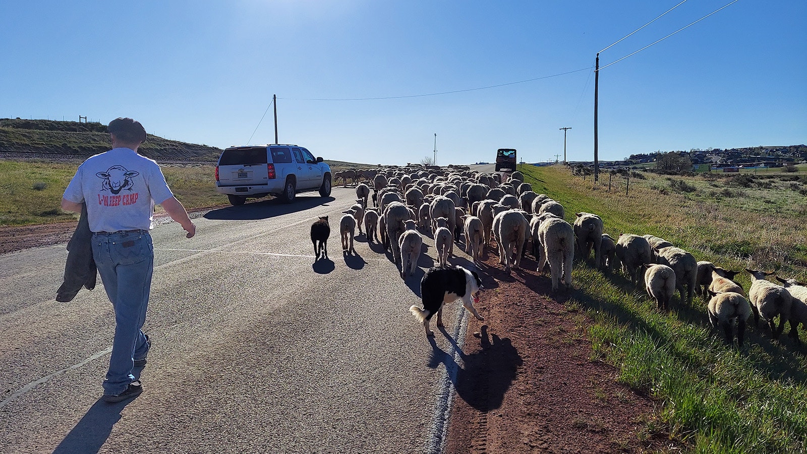 Johnson County sheep rancher Mike Miller trails about 150 eyes and lambs down Echeta Road into Gillette on Saturday.