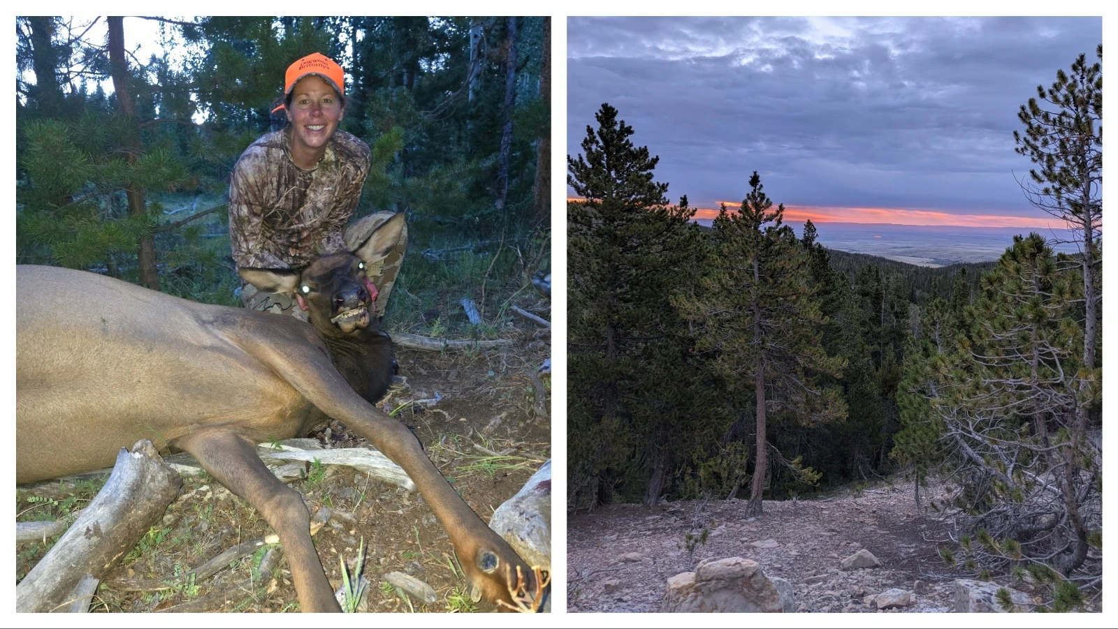 Sarah Eloranta dropped this cow elk in thick timber in the Snowy Range mountains above Centennial during an early-season hunt on Aug. 16.