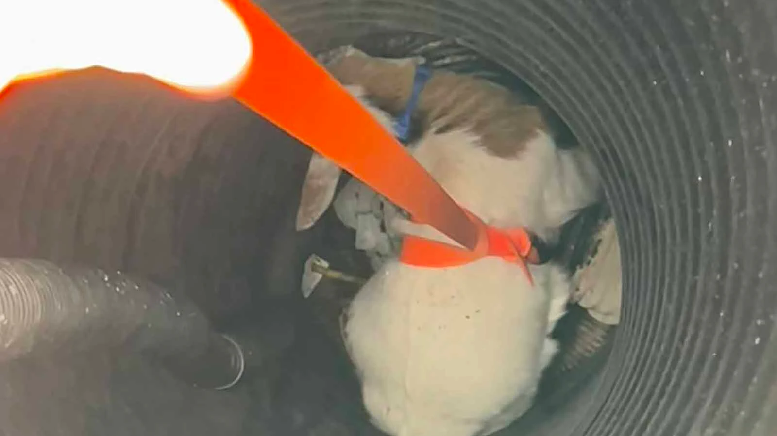 A well-dressed, bow-tie-wearing baby goat is back to bounding around his Campbell County property after falling into an 8-foot-deep sump drain over the weekend. “I don’t recall we ever rescued a goat before,” said the fire department’s spokesman.