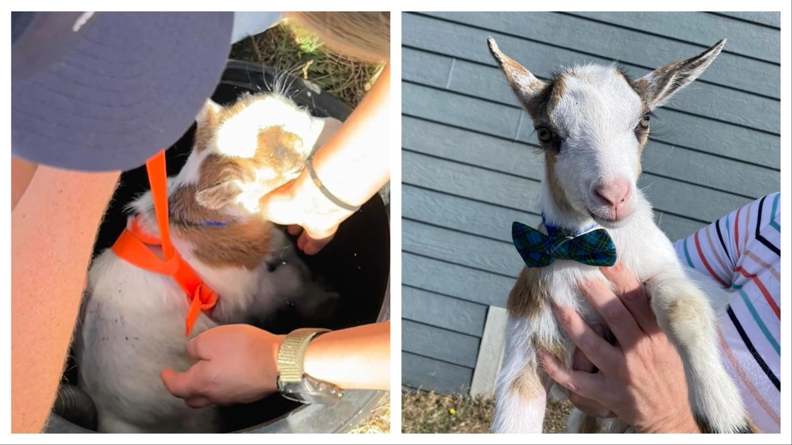 A well-dressed, bow-tie-wearing baby goat is back to bounding around his Campbell County property after falling into an 8-foot-deep sump drain over the weekend. “I don’t recall we ever rescued a goat before,” said the fire department’s spokesman.