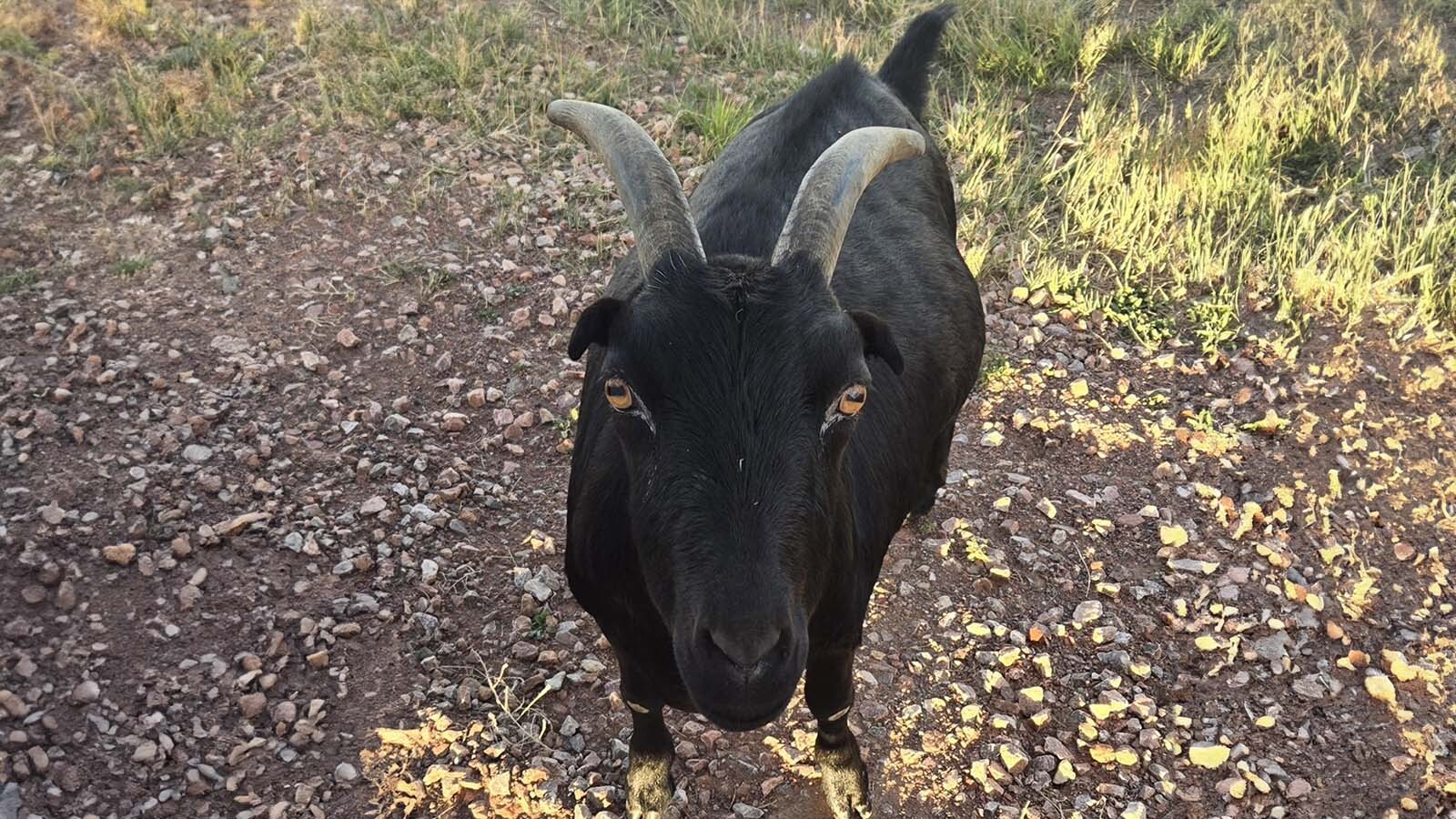Gillette’s beloved goat Diablo has become a social media sensation, charming thousands with his independence and quirky antics. Locals say the French fry-loving “goatalope” embodies the free spirit of Campbell County.