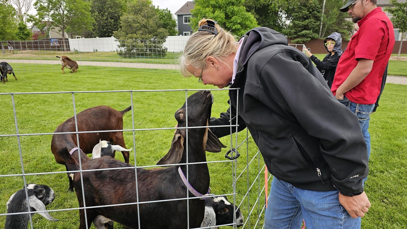 Wyoming Dairy Goats Association President Ann Larson bends to kiss a goat.
