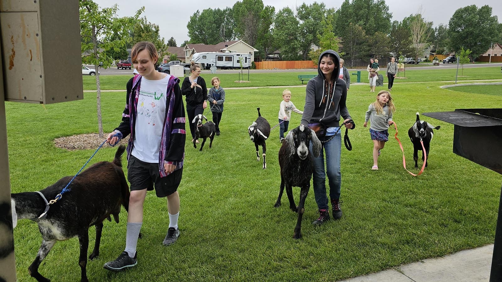 You can walk goats on a leash, just like you might a pet dog. And goats actually make great pets.