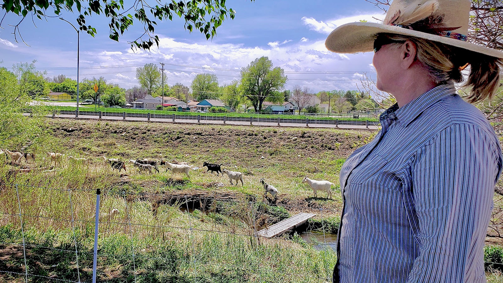 Lani Malmberg grew up on a ranch in Lander, and now operates a small army of 500 cashmere goats that travel around the U.S. West eating weeds.