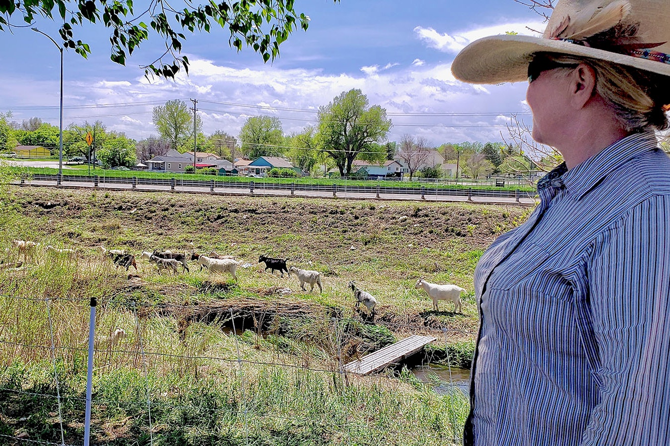 Lani Malmberg grew up on a ranch in Lander, and now operates a small army of 500 cashmere goats that travel around the U.S. West eating weeds.